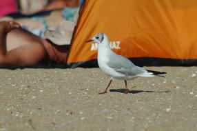 Bird Beach Water