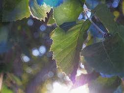 Light Leaves Nature