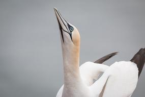 Northern Gannet Boobies macro