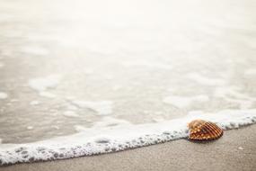 Sea Shell Beach Sand