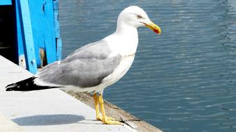 Bird Seagull Nature