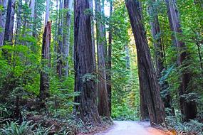 Redwood National Park California