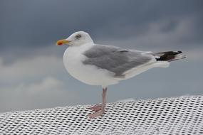 Bird Sea Nature