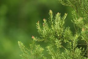 Green Yellow Nature