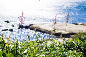 Japanese Silver Grass Plant