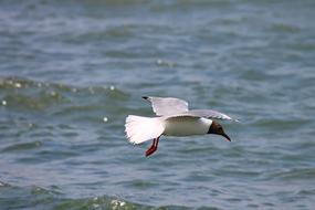 Black Headed Gull Seagull Flight