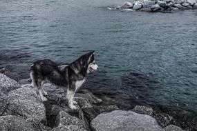 Husky Sea Water