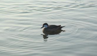 Bird Water Lake