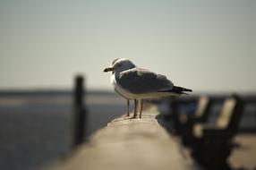 Bird Water Nature