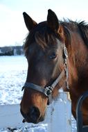 Horse Snow Winter