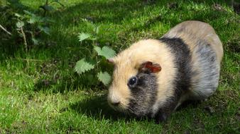 Sea Guinea Pig