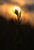 Plant Shadows at Sunset