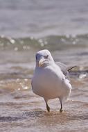 wild Seagull on Sea Beach