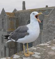 Seagull Animal and stone castle