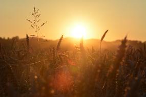 Sunset light Field Landscape