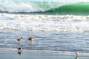 Ocean Bird Water