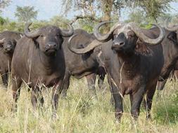 Cape Buffalo Africa Wildlife