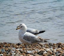 Seagull Gull White