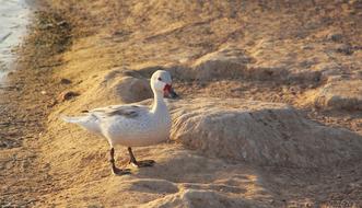 Nature Bird Animal
