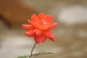 Nature Flower Leaf blur