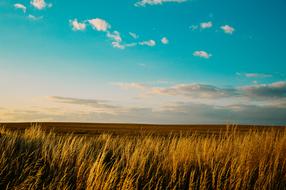 Field Countryside landscape