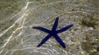 Sea Starfish in Ocean