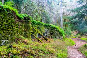 Forest Usa California