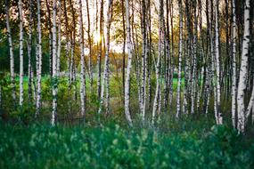 Birch Forest Woods