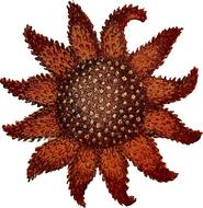 animal echinoderm ocean sea star