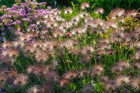 Flower Keto Evening