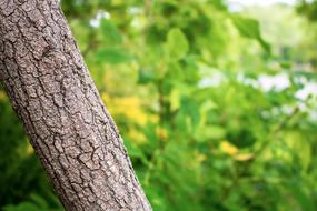 Tree Forest Leaves