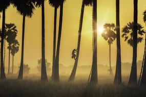 Thailand Morning Light