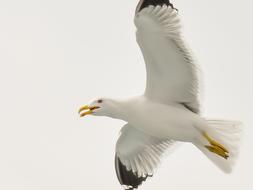 Seagull Sea Aegean