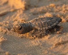 Turtle Sea Kemps Ridley