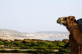 Camel View Beach