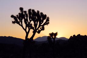 Sunset Landscape Mountains Joshua