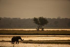 Elephant Sunset Silhouette
