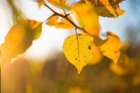 yellow tree leaves at sunlight