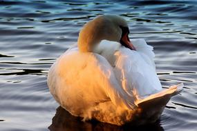 Swan at Sunbeam Sunset