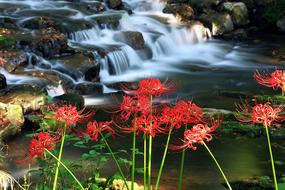 Flowers Nature For