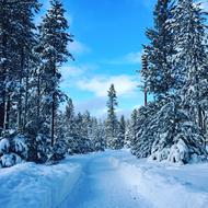 Trees at Winter Snowy weather