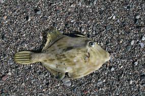 Fish Beach Sea