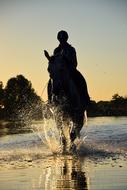 Horse Ride at coast Water