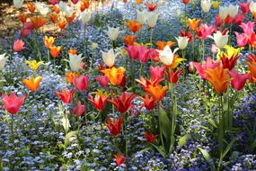 Tulips Colorful Red