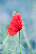 Poppy Plant Flower Red