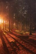 Forest at Sunrise Landscape