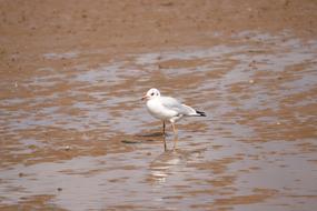 Seagull Sand