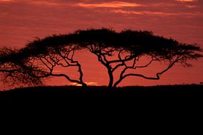 Acacia Tree Dusk