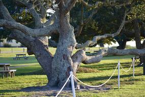 big Tree branches in Park Nature