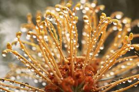 Grevillea Australia Outdoor